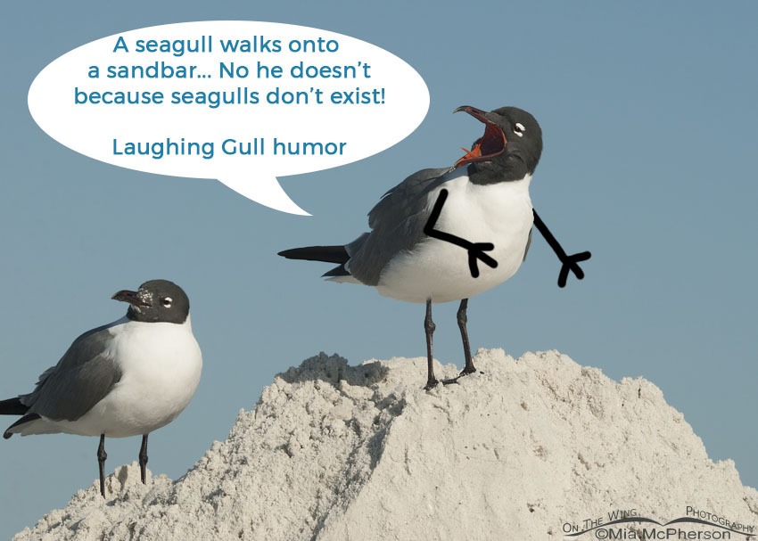 A Little Laughing Gull Humor