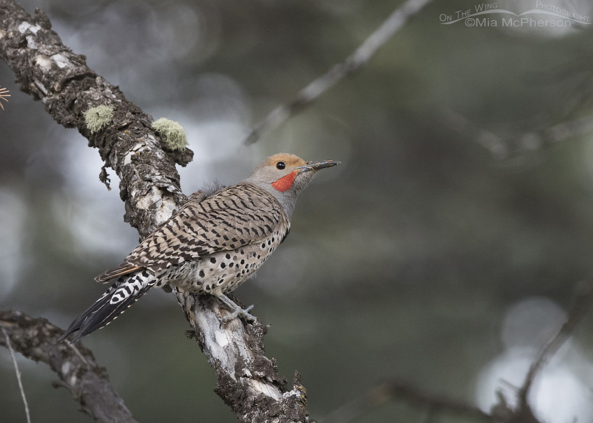 Male Northern Flicker perched on a conifer in the Targhee National Forest, Clark County, Idaho