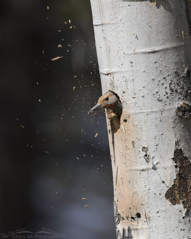 Northern Flicker sending wood chips flying, Targhee National Forest, Clark County, Idaho