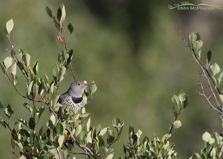 Female Northern Flicker foraging in hawthorns, Wasatch Mountains, East Canyon, Morgan County, Utah