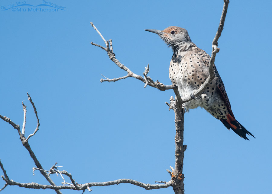 Immature Northern Flicker perched on a dead branch, Wasatch Mountains, Morgan County, Utah