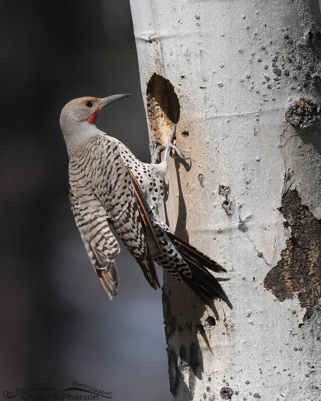 Northern Flicker male at the nesting cavity, Targhee National Forest of Clark County, Idaho