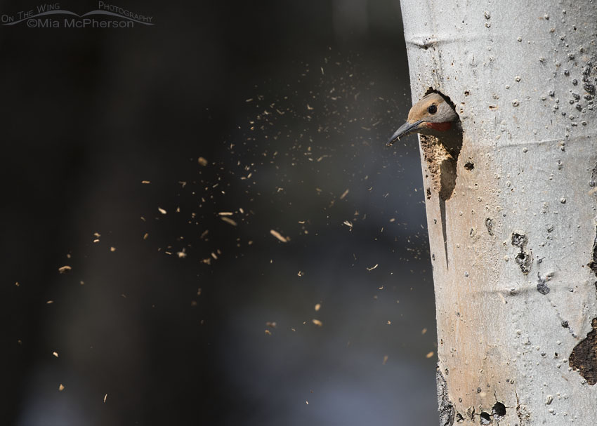 Male Northern Flicker excavating a nest, Targhee National Forest, Clark County, Idaho