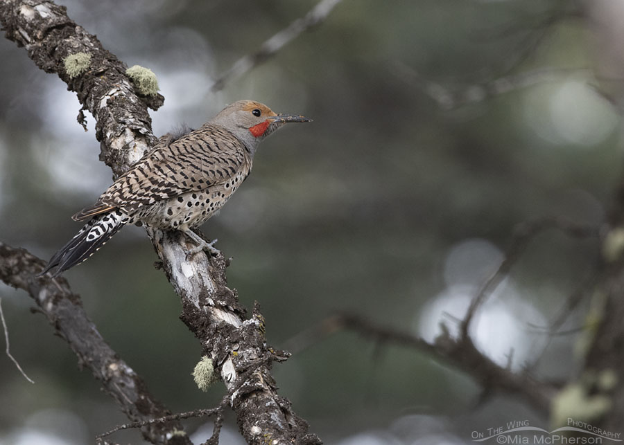 Male Northern Flicker resting in a conifer, Targhee National Forest, Clark County, Idaho