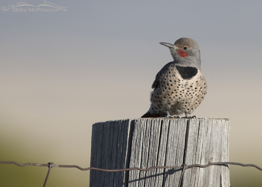 Northern Flicker on a fence post in the Centennial Valley, Beaverhead County, Montana