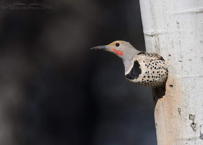 Northern Flicker exiting the nest cavity, Targhee National Forest, Clark County, Idaho