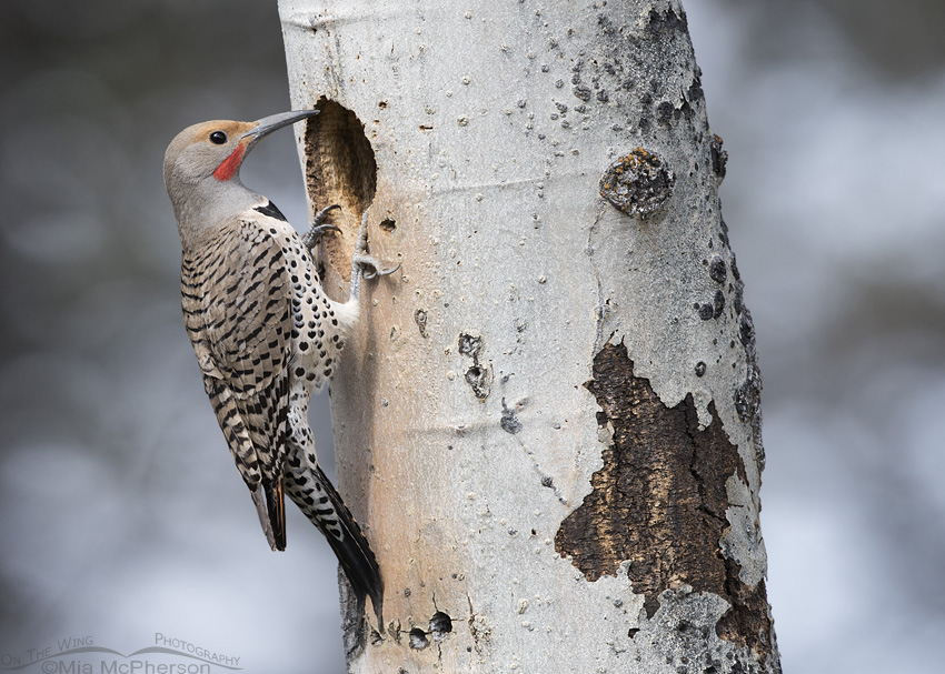 Northern Flicker male at nest, Targhee National Forest, Clark County, Idaho