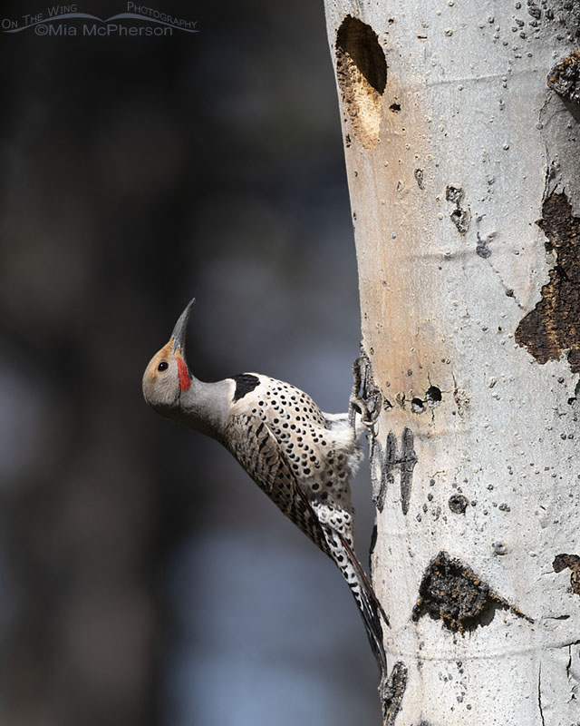 Northern Flicker male below his nest, Targhee National Forest, Clark County, Idaho