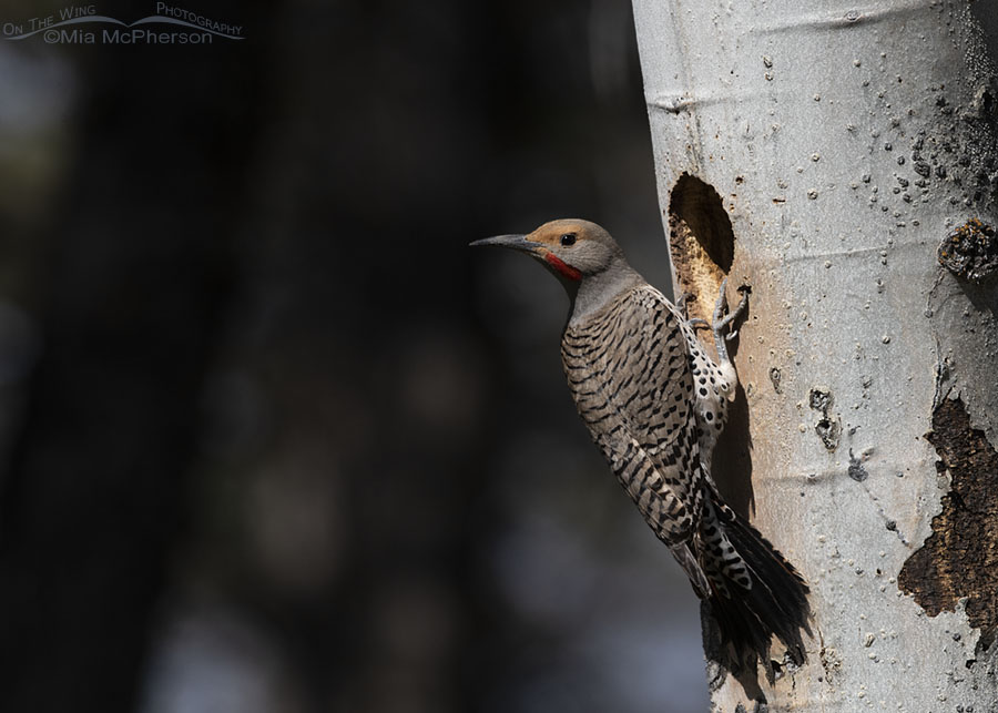 Male Northern Flicker perched outside of his nest, Targhee National Forest, Clark County, Idaho