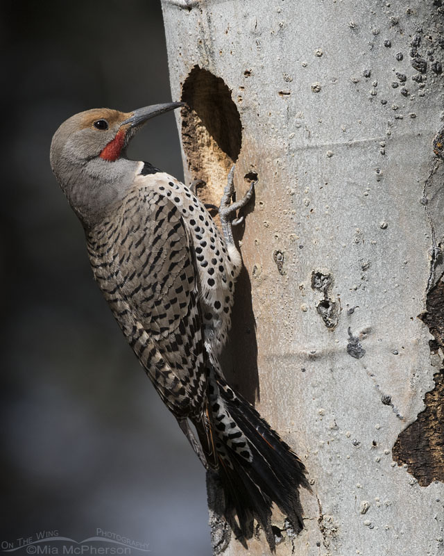 Northern Flicker male close up at an aspen nesting tree, Targhee National Forest, Clark County, Idaho
