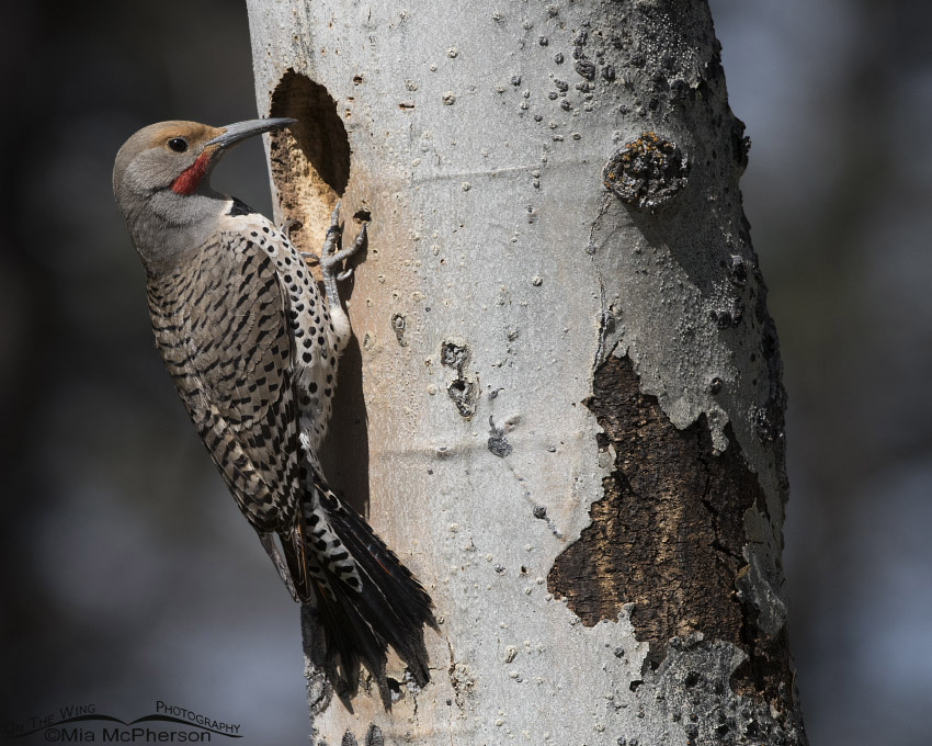 Close up of a male Northern Flicker and aspen nesting tree in the Targhee National Forest of Clark County, Idaho