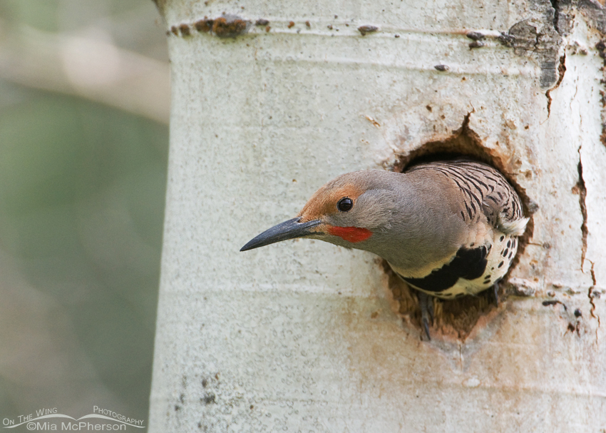 Northern Flicker in its nest, Wade Lake, Madison County, Montana