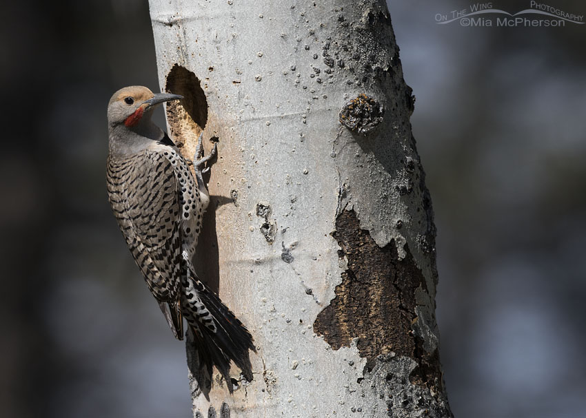 Northern Flicker male outside his nesting cavity, Targhee National Forest, Clark County, Idaho
