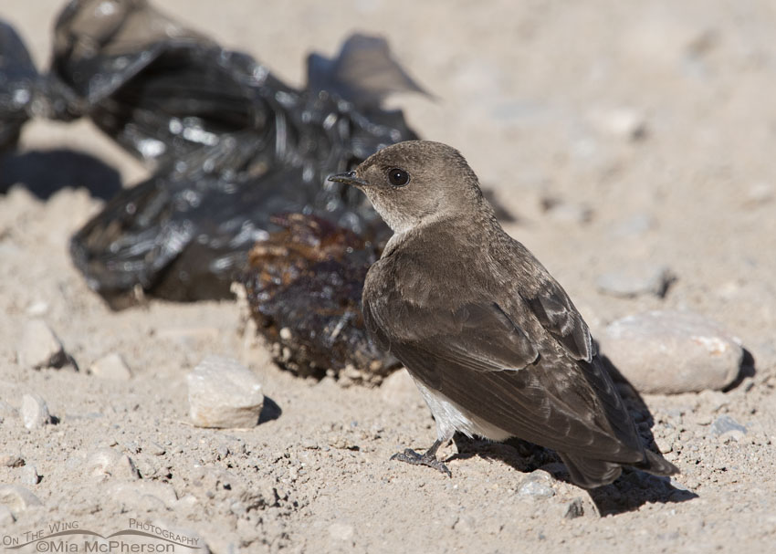 Northern Rough-winged Swallow on the ground next to a sack of crap, Wasatch Mountains, Morgan County, Utah