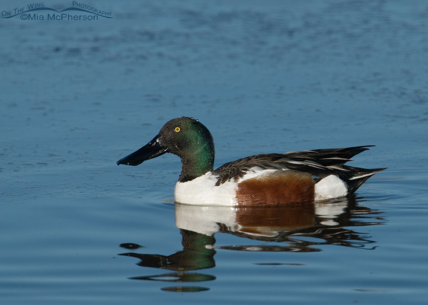 Adult male Northern Shoveler at Farmington Bay WMA, Utah