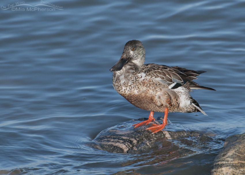 Northern Shoveler next to the Great Salt Lake, Antelope Island State Park, Davis County, Utah