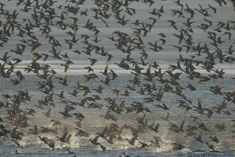 Northern Shovelers blasting off because of an eagle flyby, Antelope Island State Park, Davis County, Utah