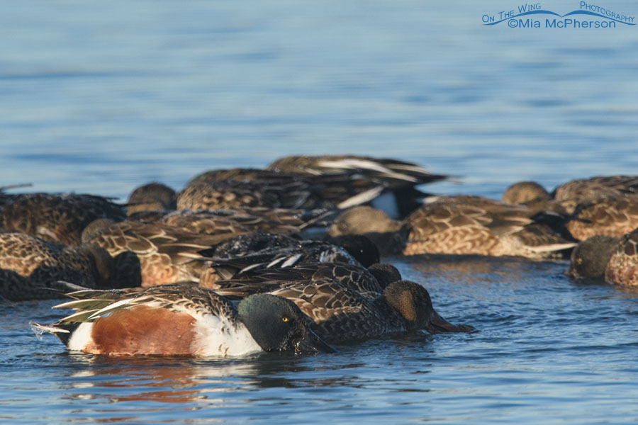 Feeding Northern Shovelers, Farmington Bay WMA, Davis County, Utah