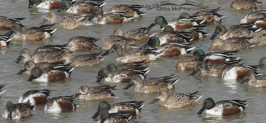 Flock of Northern Shovelers feeding on the Great Salt Lake. Males in breeding and eclipse plumage along with females.