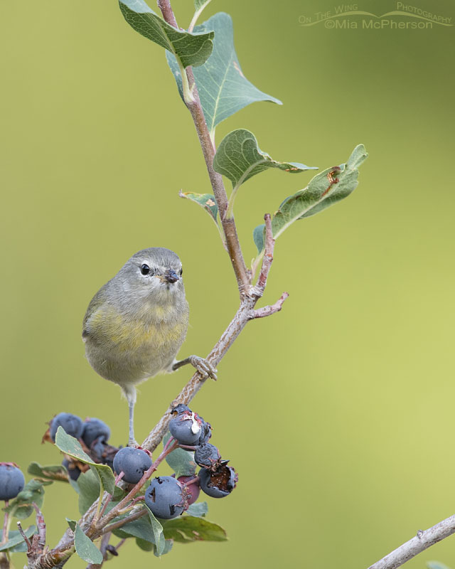Curious Orange-crowned Warbler in a Serviceberry, Wasatch Mountains, Morgan County, Utah