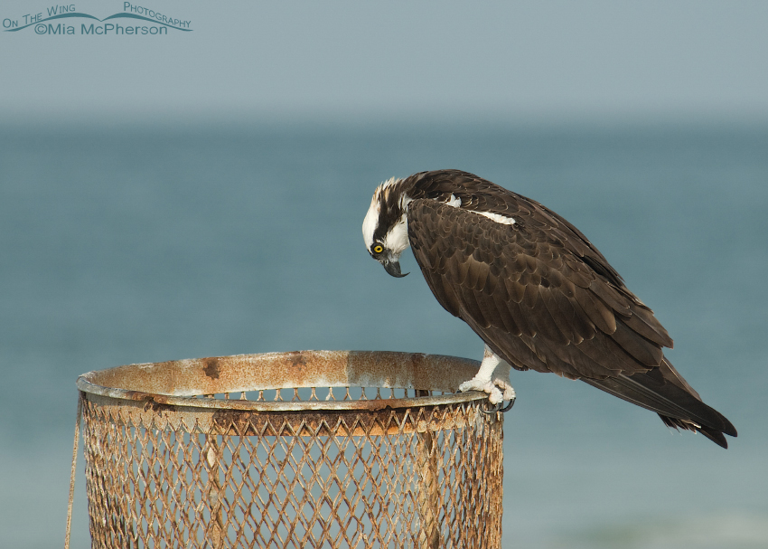 Disbelief - Osprey looking into an empty trash can, Fort De Soto County Park, Pinellas County, Florida