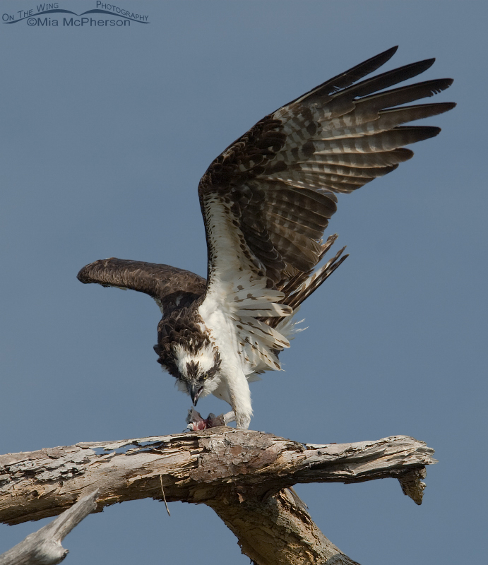 Female Osprey in a defensive posture at Honeymoon Island State Park, Pinellas County, Florida