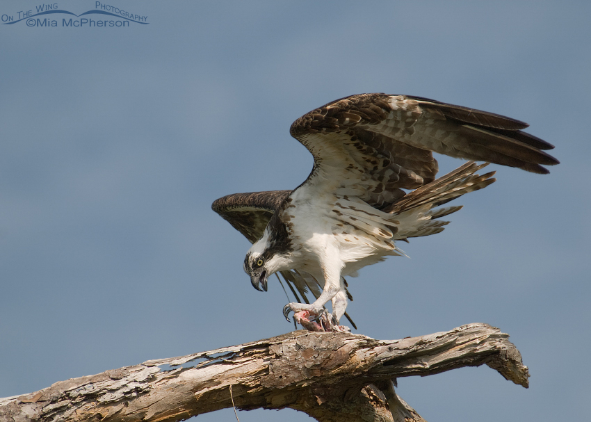 Osprey eating a fish on an old snag, Honeymoon Island State Park, Pinellas County, Florida