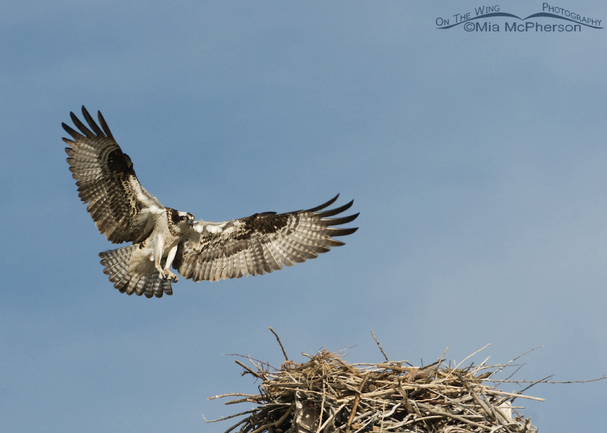 Female Osprey landing on nest, Flaming Gorge National Recreation Area, Daggett County, Utah