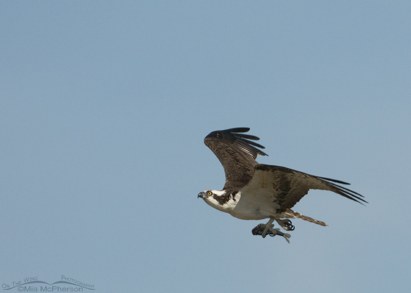 Male Osprey with a fish, Flaming Gorge National Recreation Area, Daggett County, Utah