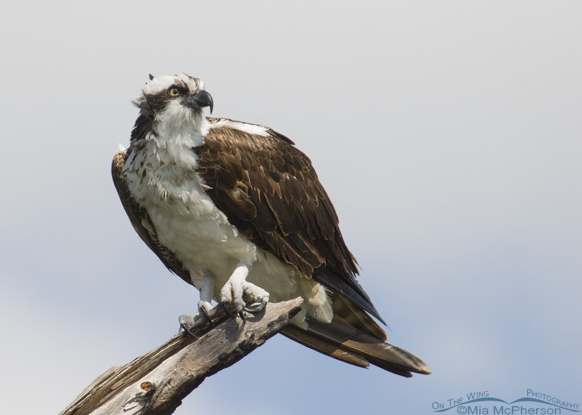 Osprey on pine snag, Honeymoon Island State Park, Pinellas County, Florida