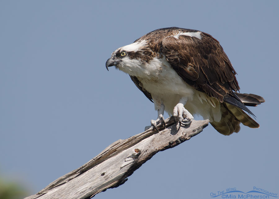 Watchful Osprey, Honeymoon Island State Park, Pinellas County, Florida