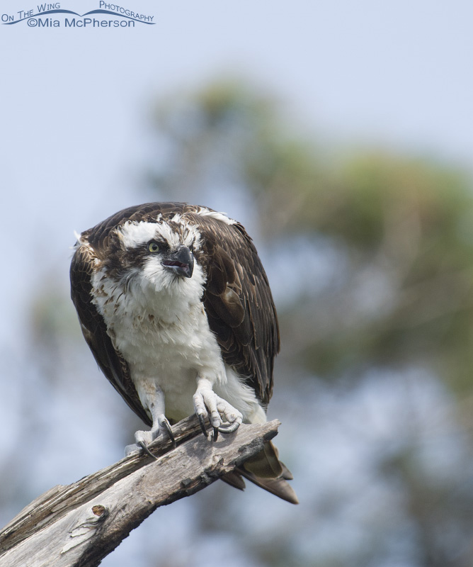 Osprey keeping a watchful eye on an intruder, Honeymoon Island State Park, Pinellas County, Florida