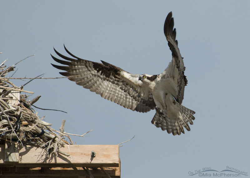 Male Osprey about to land with prey, Flaming Gorge National Recreation Area, Daggett County, Utah