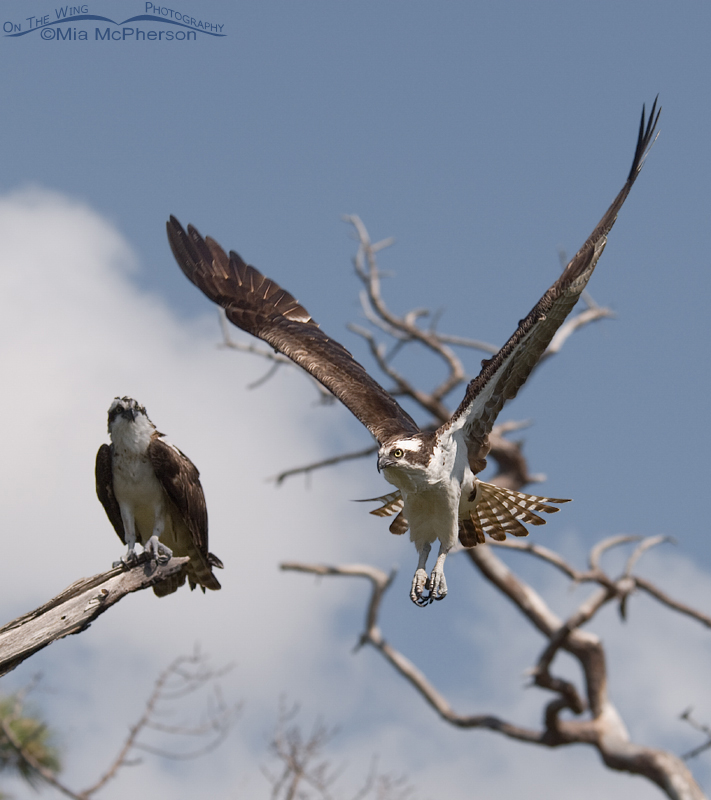 Male Osprey in flight as the female watches, Honeymoon Island State Park, Pinellas County, Florida
