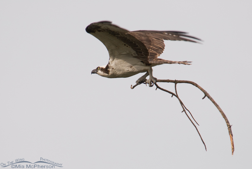 Osprey with nesting materials, Honeymoon Island State Park, Pinellas County, Florida