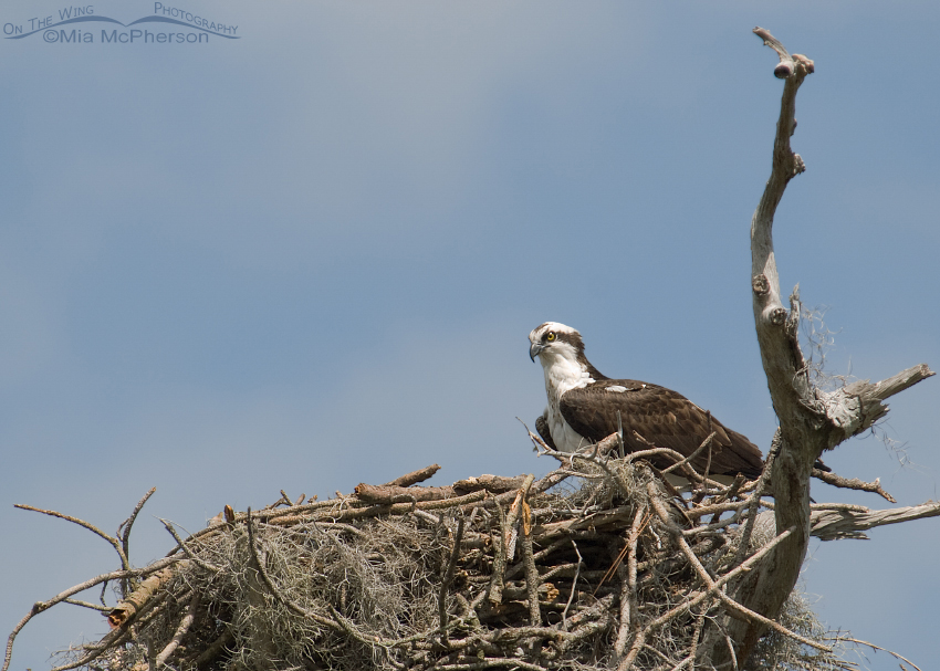 Osprey on nest on Honeymoon Island State Park, Pinellas County, Florida