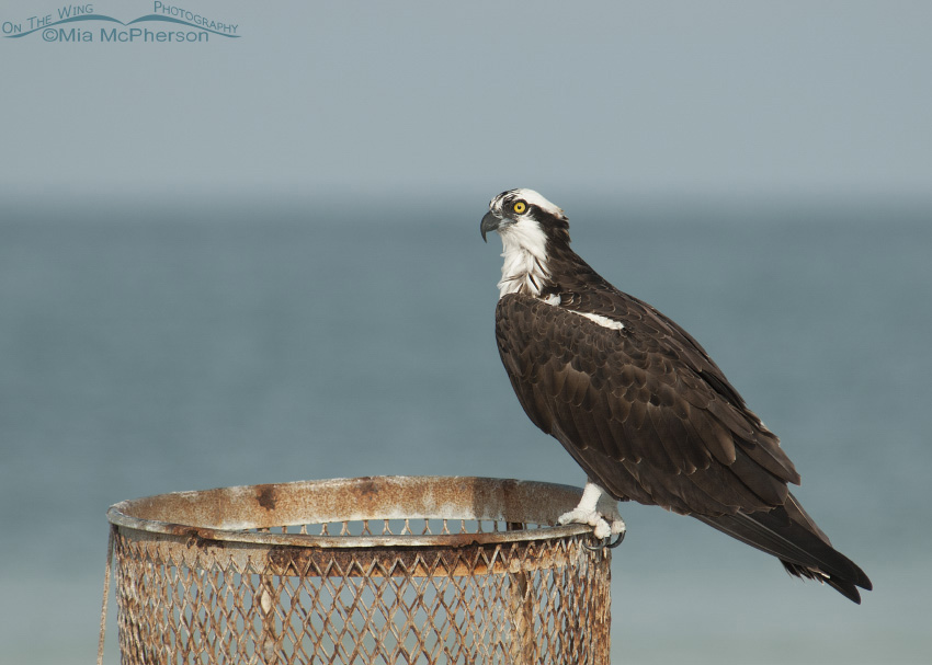 Osprey and the trash can, Fort De Soto County Park, Pinellas County, Florida