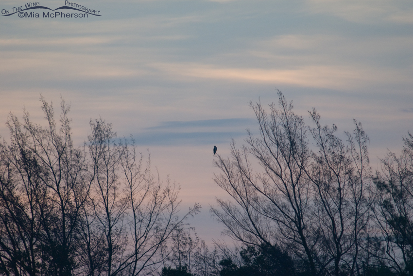Osprey in trees before sunrise, Fort De Soto County Park, Pinellas County, Florida