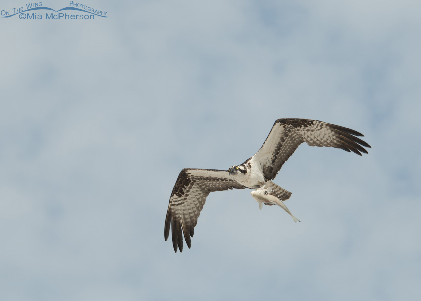 Osprey and a Whiting over Fort De Soto County Park, Pinellas County, Florida