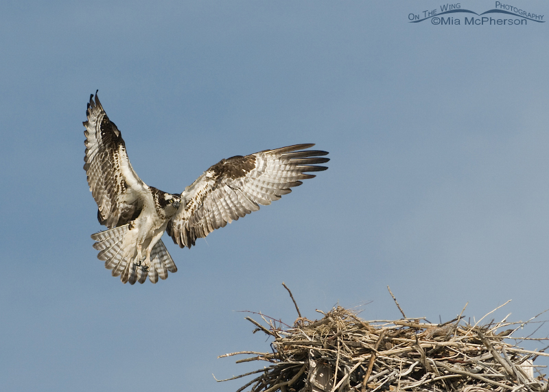 Female Osprey about to land on the nest, Flaming Gorge National Recreation Area, Daggett County, Utah