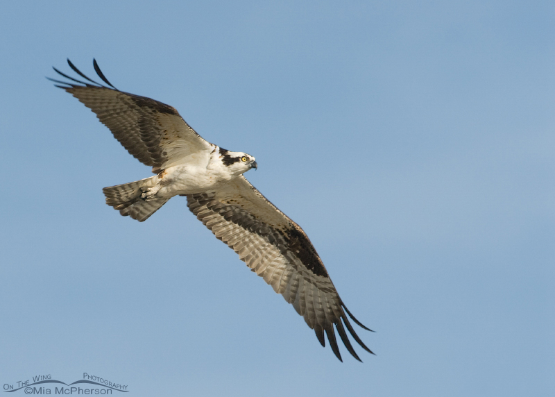 Male Osprey fly by, Flaming Gorge National Recreation Area, Daggett County, Utah
