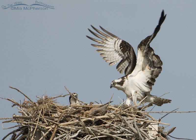 Male and female Osprey on nest, Flaming Gorge National Recreation Area, Daggett County, Utah
