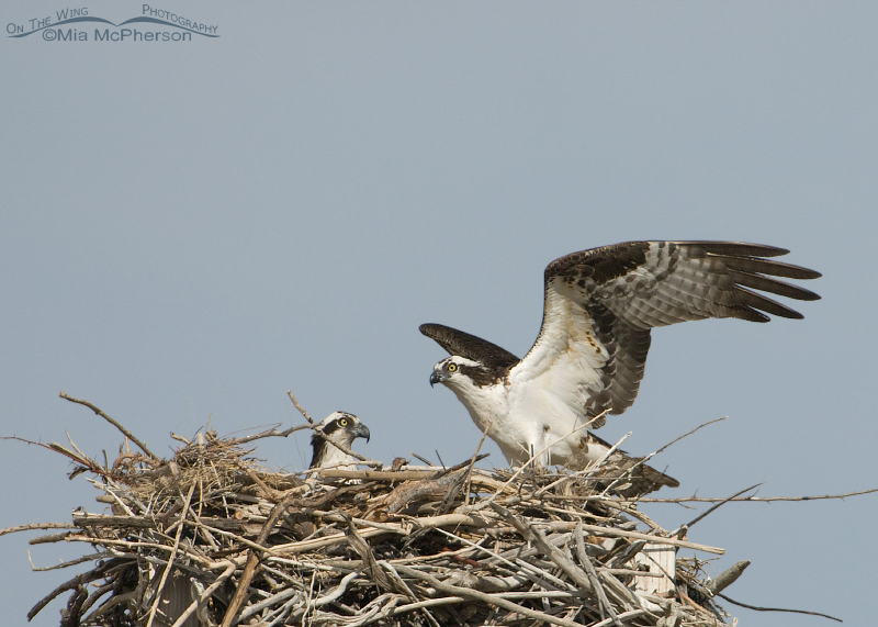 Pair of Ospreys on the nest, Flaming Gorge National Recreation Area, Daggett County, Utah