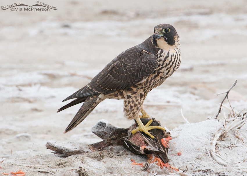 Peregrine Falcon on top of prey, Antelope Island State Park causeway, Utah