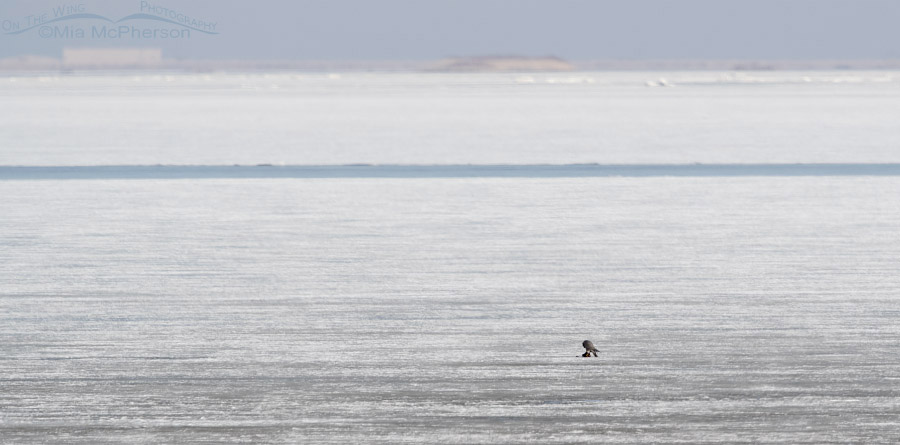 Peregrine Falcon out on the frozen flats eating its prey, Antelope Island State Park, Davis County, Utah