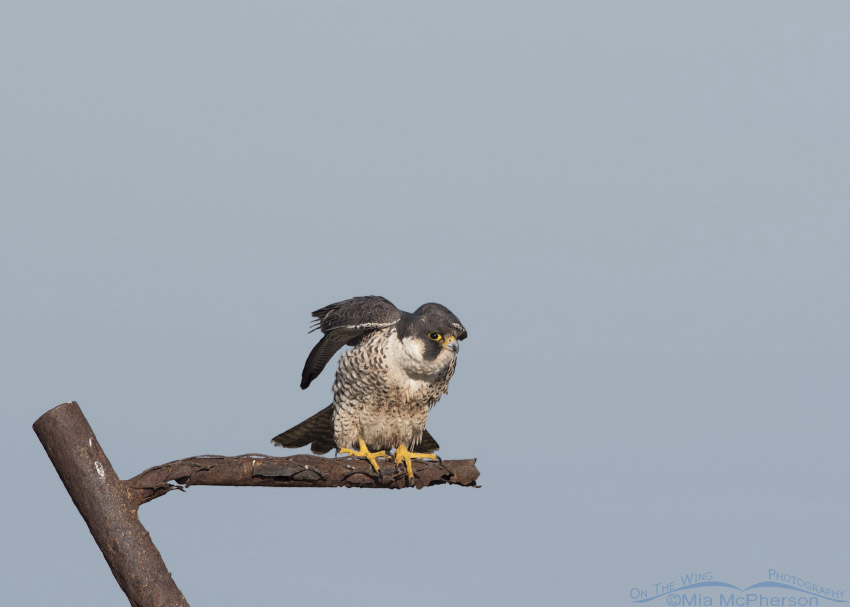 Peregrine Falcon wing stretch, Antelope Island State Park, Davis County, Utah