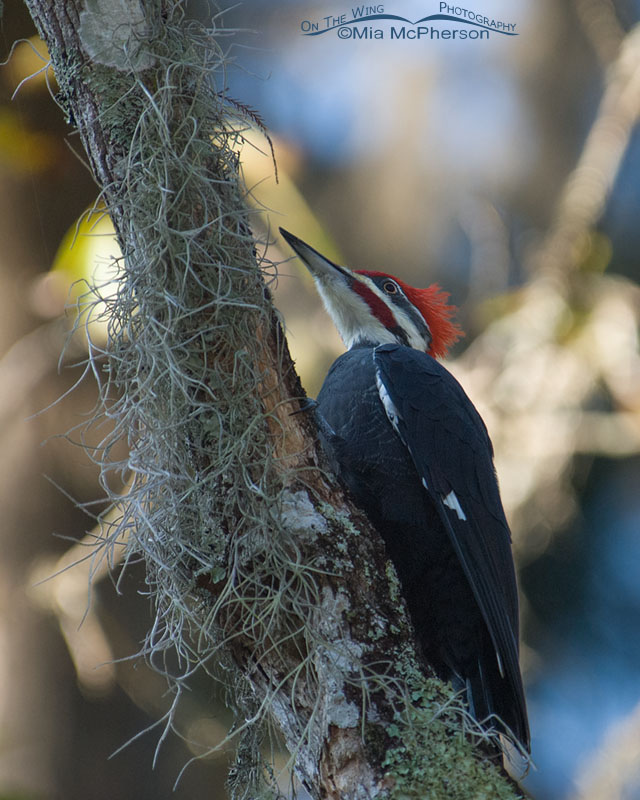 Male Pileated Woodpecker perched on a branch, Lettuce Lake Park, Hillsborough County, Florida