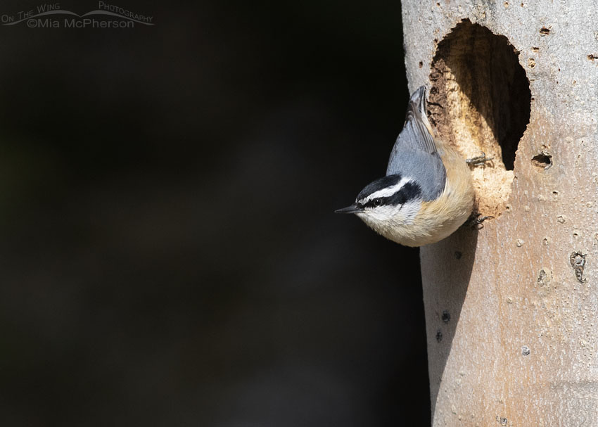 Female Red-breasted Nuthatch checking out a nesting cavity, Targhee National Forest, Clark County, Idaho