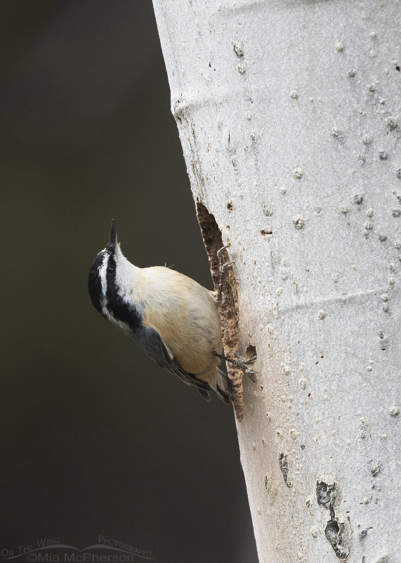 Red-breasted Nuthatch at a nesting cavity opening, Targhee National Forest, Clark County, Idaho