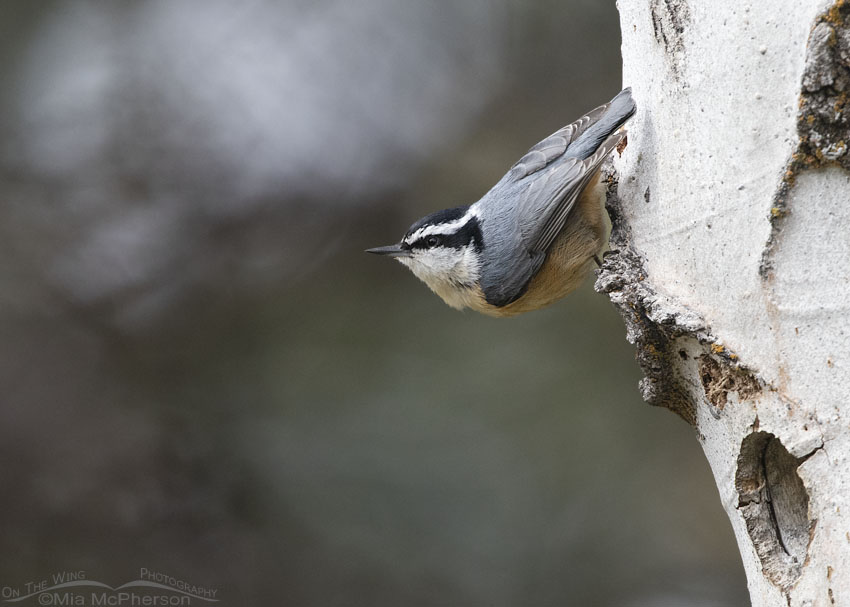 Red-breasted Nuthatch in the Targhee National Forest, Clark County, Idaho